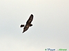 Uccelli accipitriformi 01-Albanella reale .jpg